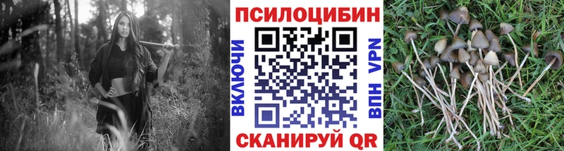 купить наркоту  Ардатов  Псилоцибиновые грибы мицелий 